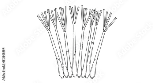 Hand drawn illustration of a bunch of bamboo skewers isolated on white background
