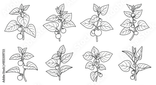 Hand drawn sketch of physalis plant isolated on white background, vector illustration