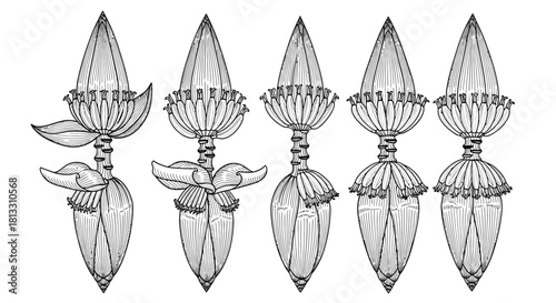 Hand drawn banana flower isolated on white background in sketch style