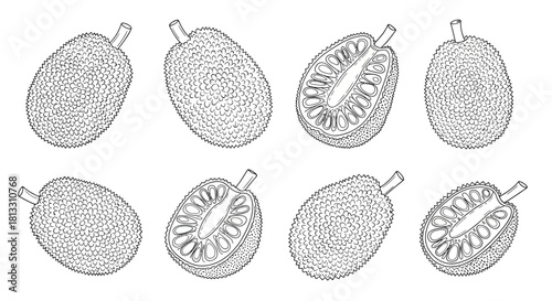 Hand drawn illustration of jackfruit isolated on white background