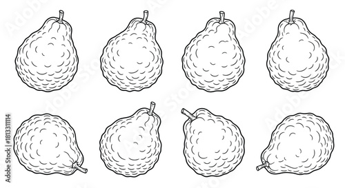 Collection of citron fruit isolated on white background in line drawing