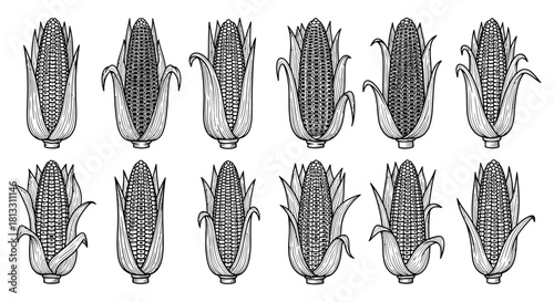 Hand drawn corn cobs isolated on white background in different shapes set