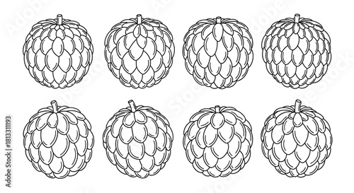 Collection of hand drawn sugar apple fruits isolated on white background