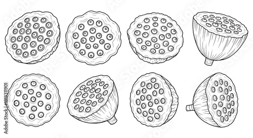 Hand drawn lotus seed head isolated on white background, botanical drawing