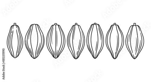 Row of cacao fruits isolated on white background in black and white style