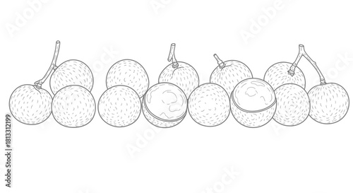 Hand drawn illustration of many longan fruits isolated on white background