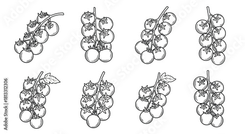 Hand drawn cherry tomatoes on branch, isolated on white background
