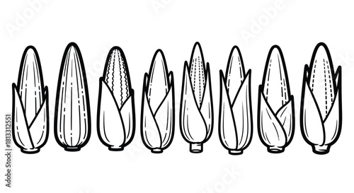 Hand drawn corn cob growth stages isolated on white background illustration