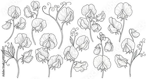 Hand drawn sweet pea flowers isolated on white background in full bloom