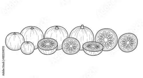 Hand drawn pomelo set isolated on white background, vector illustration