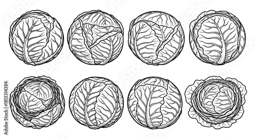 Hand drawn cabbage isolated on white background, vector illustration set