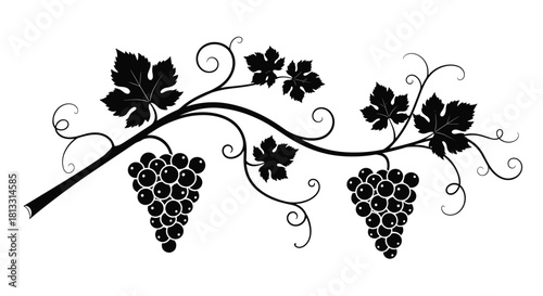 An elegant black silhouette of a decorative grapevine branch with two bunches of grapes and curling tendrils and leaves.