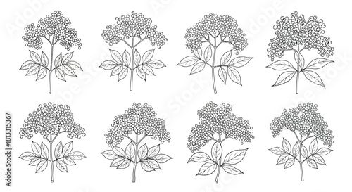 Hand drawn elderflower plant isolated on white background in sketch style