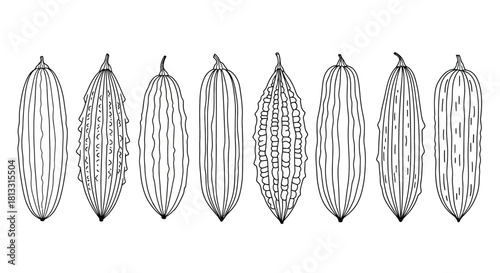 Hand drawn sketch of ridge gourds isolated on white background illustration