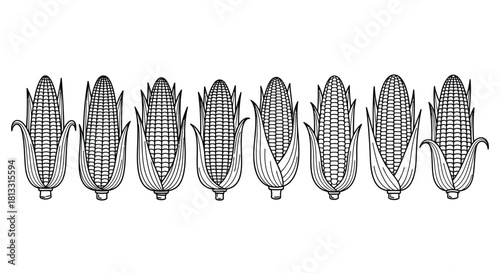 Hand drawn corn cobs with leaves isolated on white background illustration