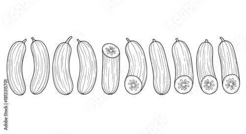 Hand drawn cucumber vegetable isolated on white background vector illustration