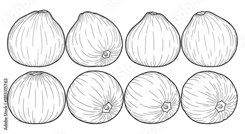 Hand drawn illustration of fig fruits isolated on white background