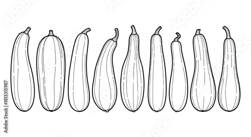 Collection of different types of zucchini isolated on white background