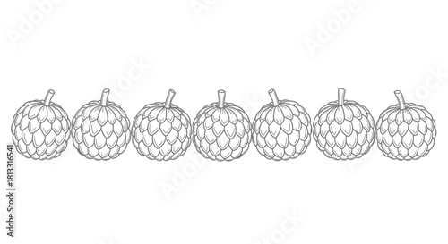 Hand drawn illustration of custard apple fruits isolated on white background