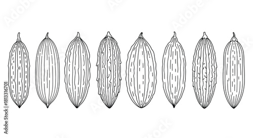Hand drawn sketch of pointed gourds isolated on white background illustration