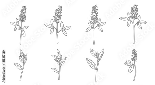 Hand drawn alfalfa isolated on white background in sketch style vector