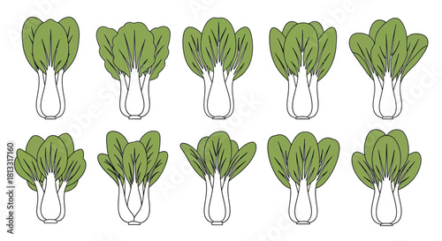 Hand drawn bok choy set isolated on white background for design element