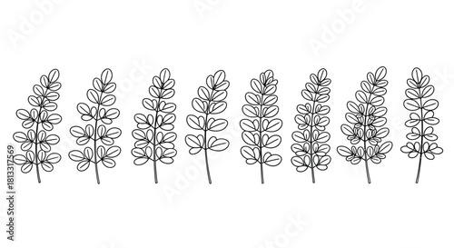 Collection of hand drawn sketch of indigo leaves isolated on white background
