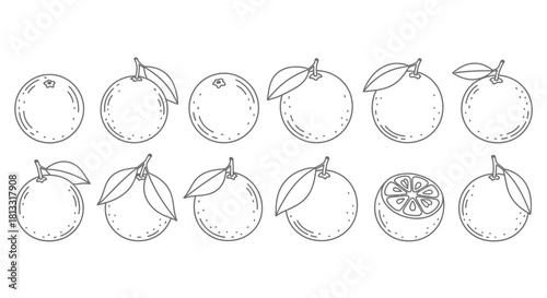 Hand drawn mandarin fruit collection isolated on white background illustration