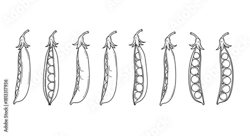 Hand drawn pea pods isolated on white background in various stages of ripeness