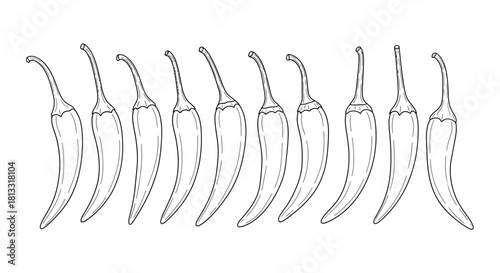 Hand drawn illustration of a row of chili peppers isolated on white background