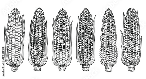Hand drawn corn cobs isolated on white background in different shapes
