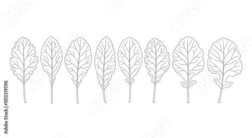 Set of kale leaves isolated on white background, hand drawn illustration