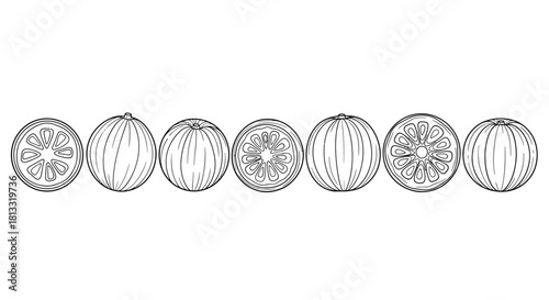Hand drawn watermelon set isolated on white background with different sections