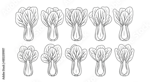 Hand drawn bok choy isolated on white background, chinese cabbage arrangement