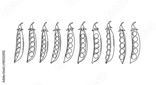 Hand drawn peas isolated on white background, vector illustration design