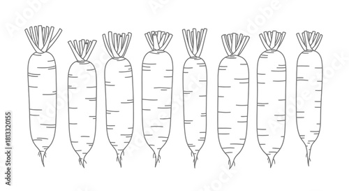 Hand drawn illustration of fresh white radish isolated on white background