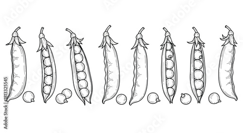 Hand drawn peas isolated on white background, vector illustration design