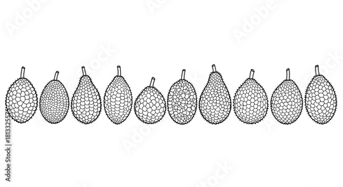 Hand drawn illustration of jackfruits isolated on white background, vector