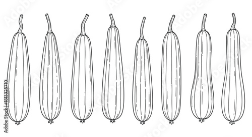 Collection of zucchini in different shapes isolated on white background