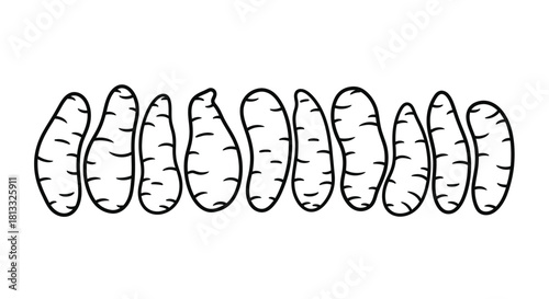 Hand drawn illustration of peeled mandarin segments isolated on white background