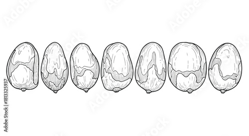 Hand drawn hazelnuts isolated on white background, vector line art style