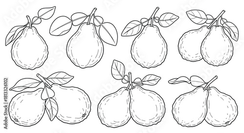 Collection of citron with leaves isolated on white background in line drawing