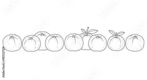 Collection of tangerine outlines isolated on white background