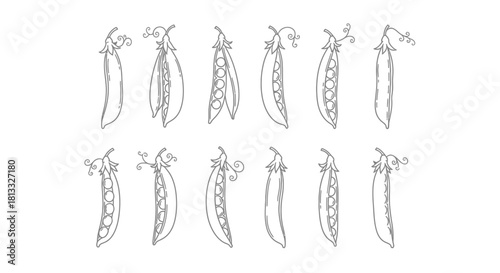Hand drawn pea pods isolated on white background in various stages of ripeness
