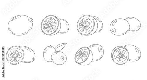 Hand drawn feijoa fruit collection isolated on white background illustration