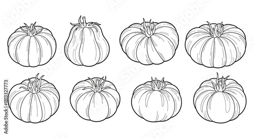 Hand drawn set of beefsteak tomato varieties isolated on white background