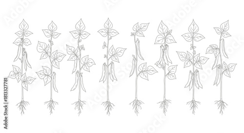 Hand drawn illustration of pea plant isolated on white background