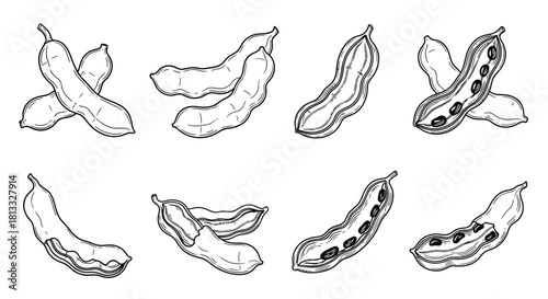 Hand drawn sketch of peanuts isolated on white background, vector illustration