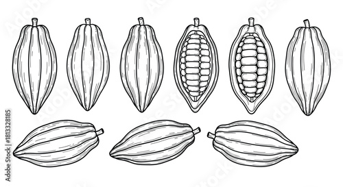 Hand drawn cacao beans isolated on white background in a set vector