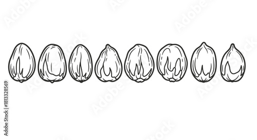 Hand drawn hazelnuts isolated on white background, vector line art style